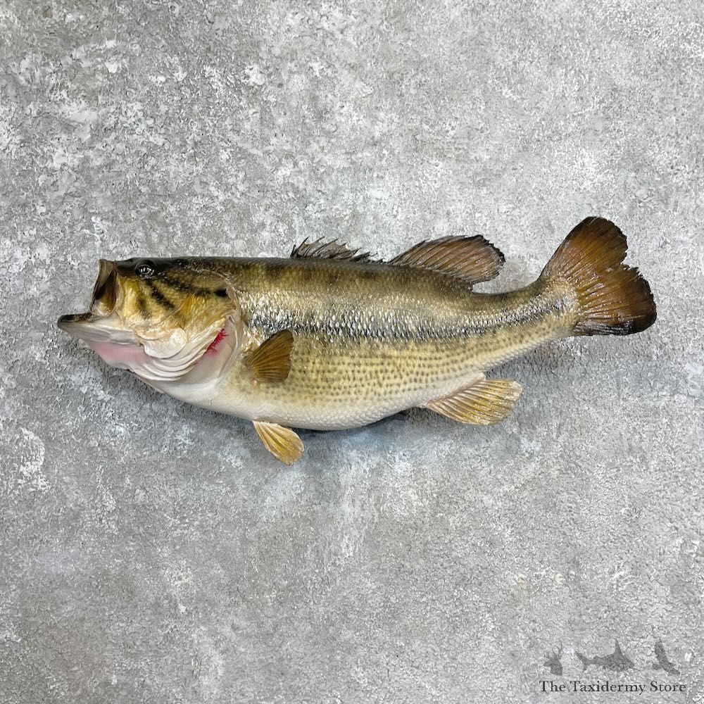 Largemouth Bass Fish Mount For Sale #27950 @ The Taxidermy Store