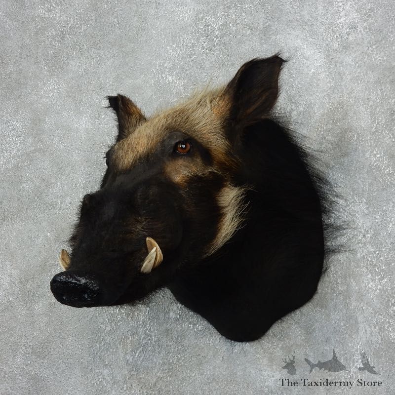 For Sale - African Bushpig Mount #18051 - The Taxidermy Store