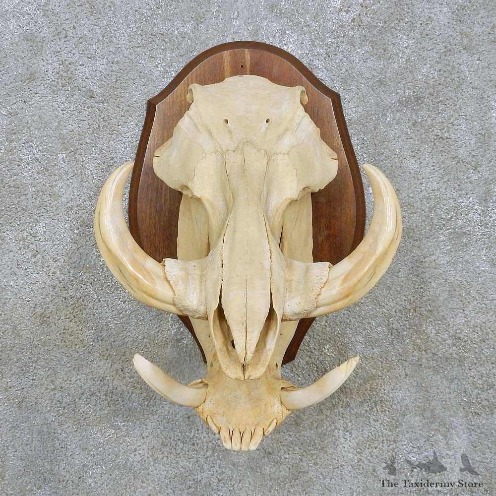 Warthog Skull & Tusk European Mount For Sale #15167 @ The Taxidermy Store