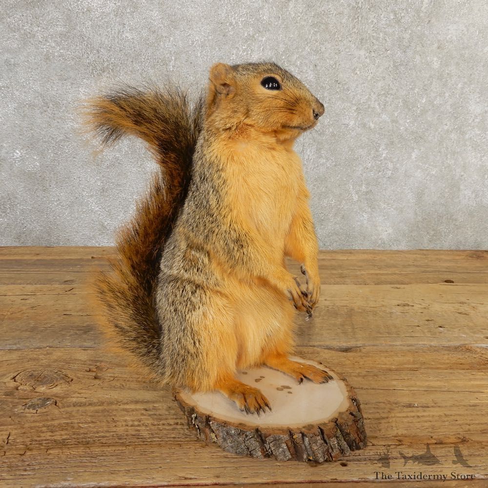 Fox Squirrel Mount For Sale #20738 @ The Taxidermy Store