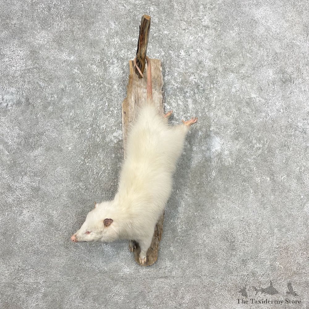Wall Hanging Albino Opossum Mount For Sale #26812 @ The Taxidermy Store