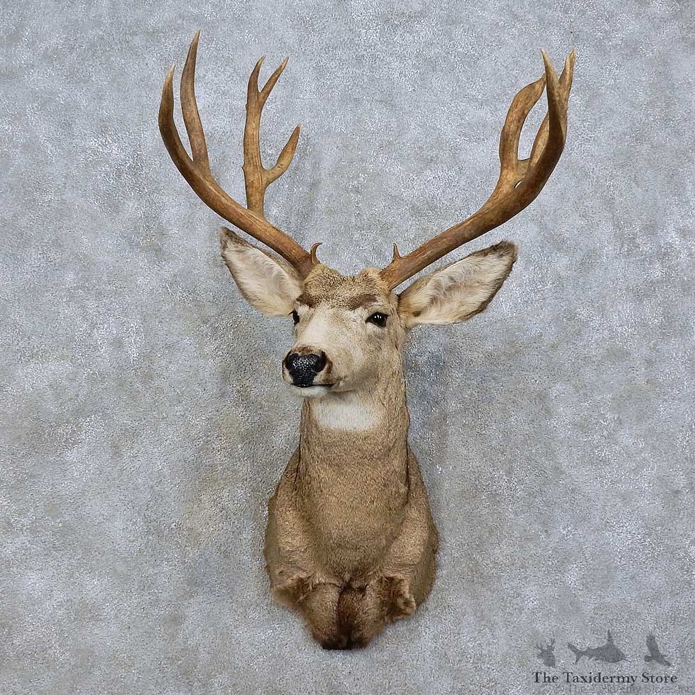 Mule Deer Taxidermy Shoulder Mount For Sale #15805 @ The Taxidermy Store