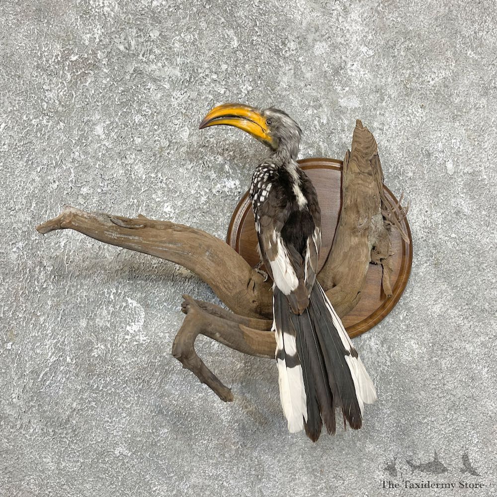 Southern Yellow-Billed Hornbill Life-Size Taxidermy Mount For Sale #25241 @ The Taxidermy Store