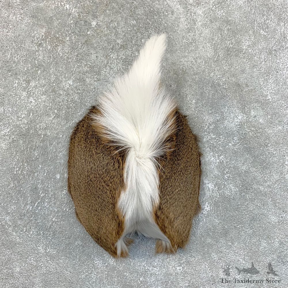 Whitetail Deer Rump Mount For Sale #22726 @ The Taxidermy Store
