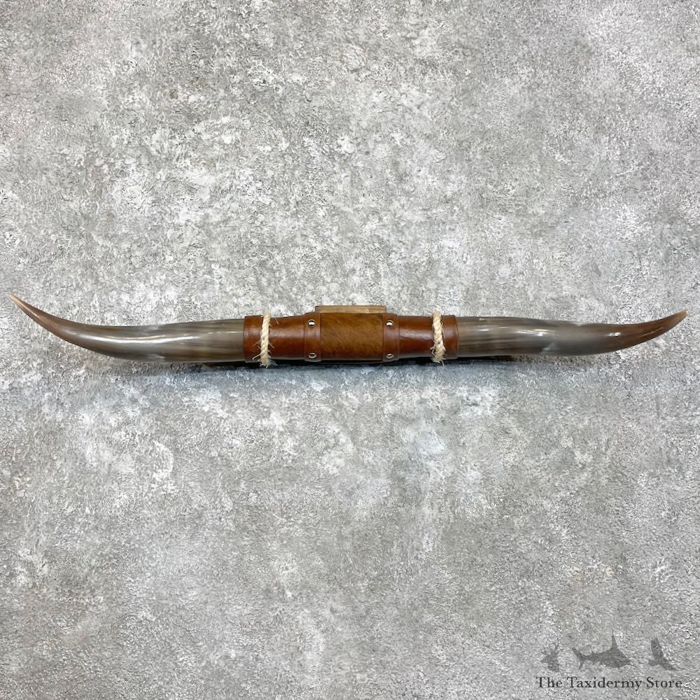 Longhorn Steer Plaque For Sale #27986 @ The Taxidermy Store