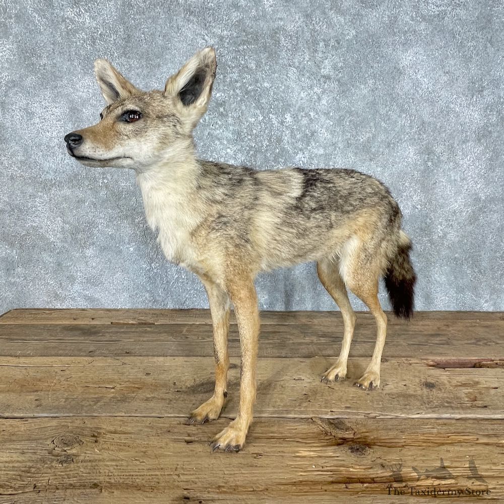 African Black-backed Jackal Life-Size Taxidermy Mount #25556 For Sale @ The Taxidermy Store