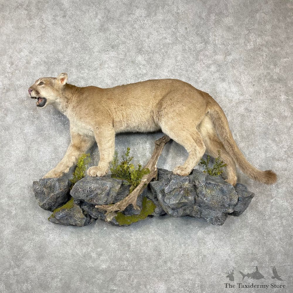 Mountain Lion Life-Size Mount For Sale #24456 @ The Taxidermy Store