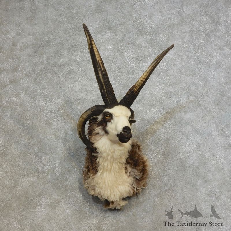 Jacob’s Four Horn Taxidermy Mount For Sale #17281@ The Taxidermy Store