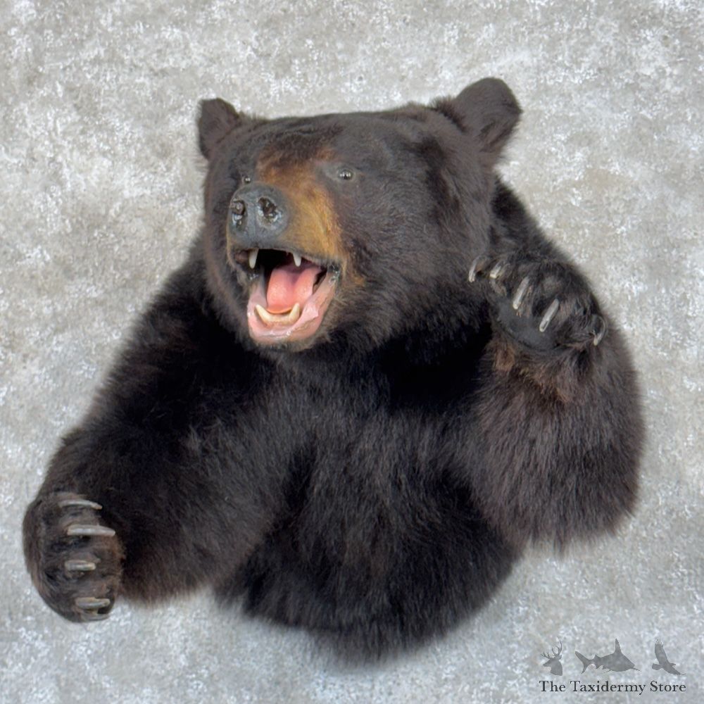 Black Bear 1/2 Life-Size Mount For Sale #29873 @ The Taxidermy Store