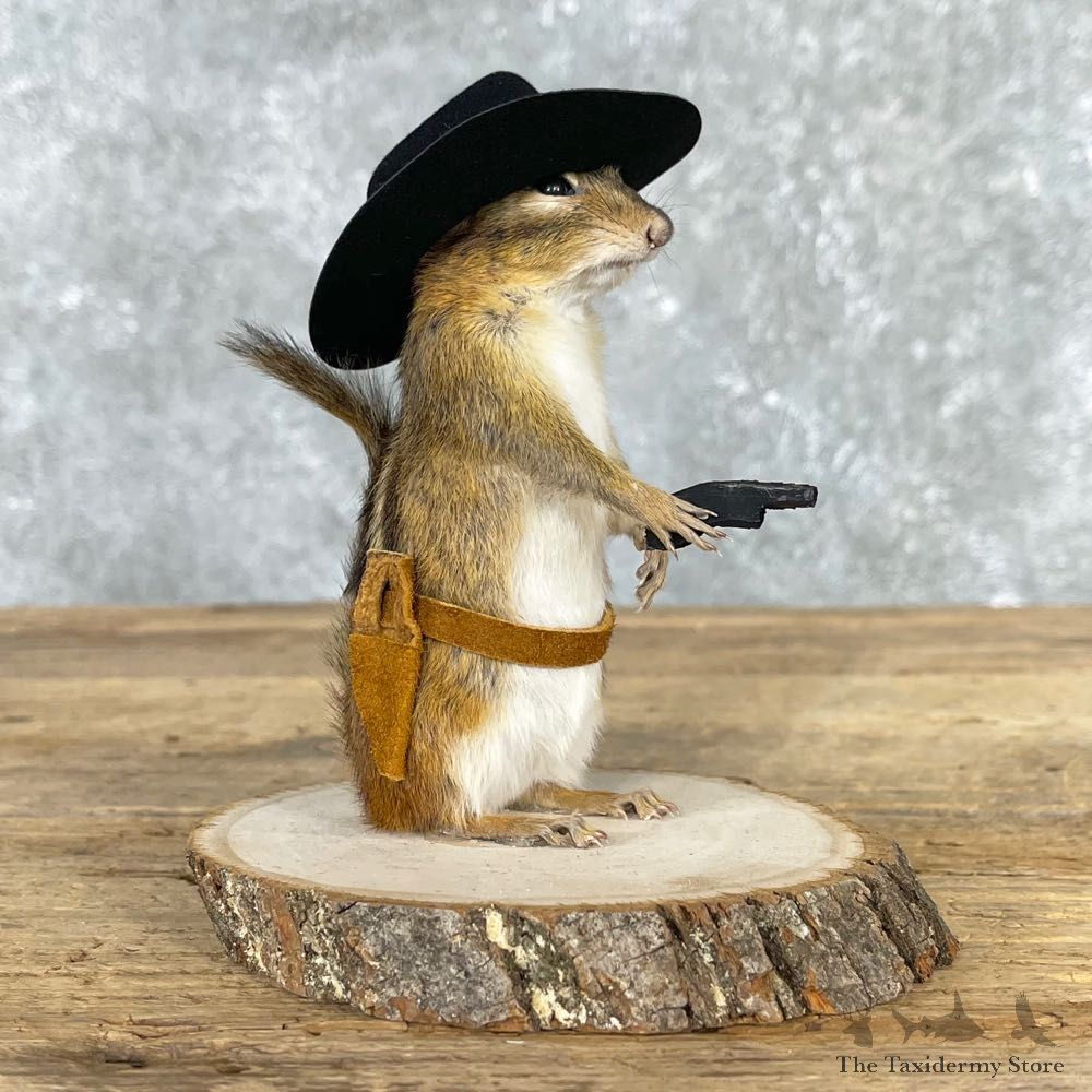 Cowboy Chipmunk Novelty Mount For Sale #24050 @ The Taxidermy Store
