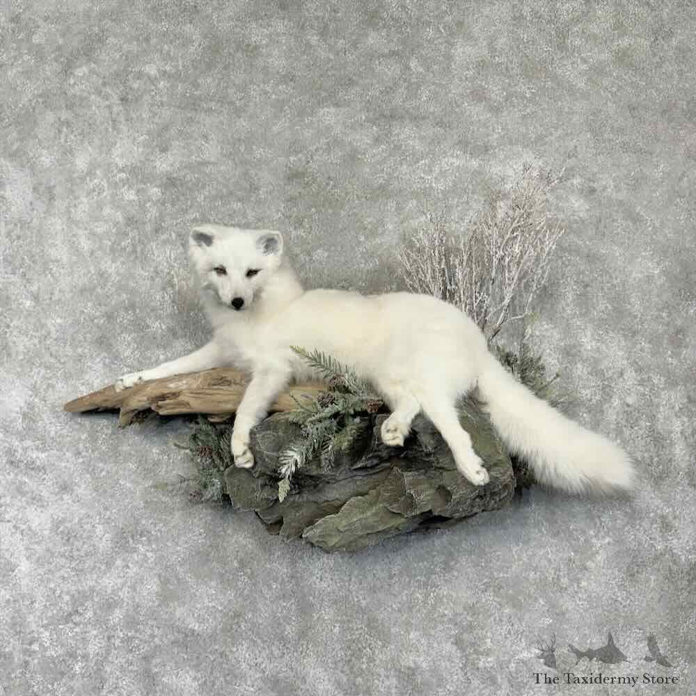 Arctic Fox Life-Size Mount For Sale #30382 @ The Taxidermy Store