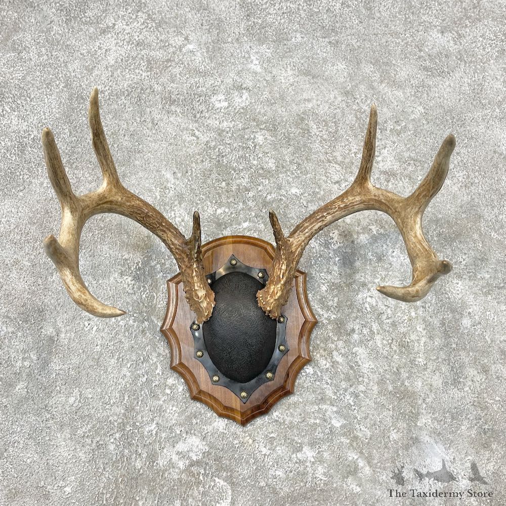 Whitetail Deer Antler Plaque Mount For Sale #26849 @ The Taxidermy Store