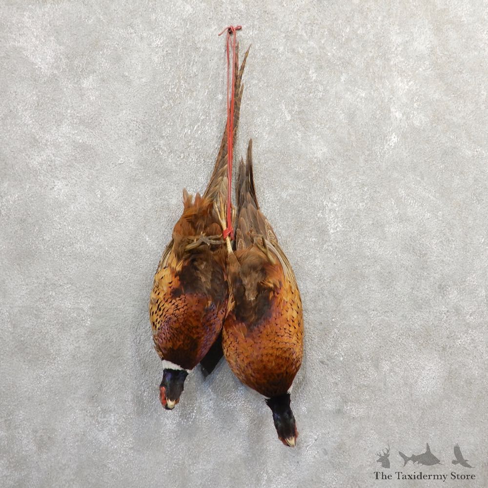 Ringneck Pheasant Pair Harvest Mount For Sale #20808 @ The Taxidermy Store