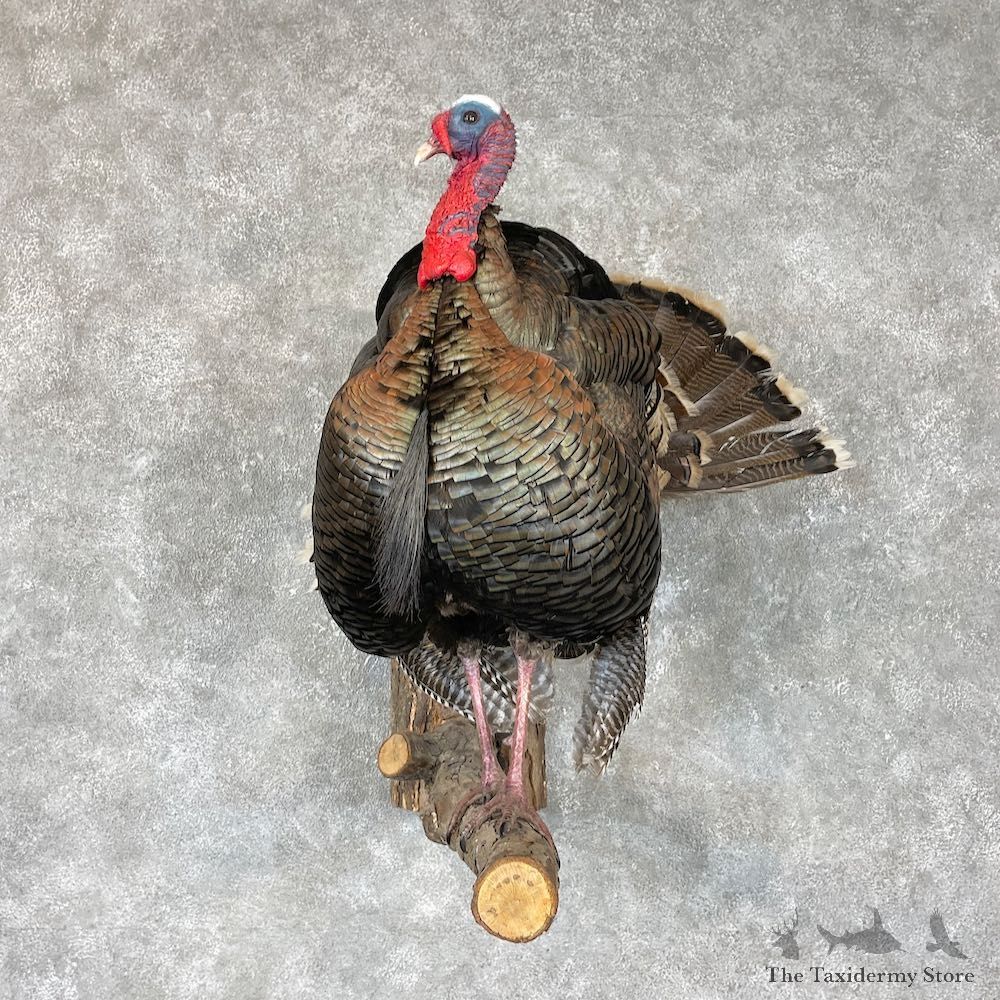 Merriams Turkey Life Size Mount For Sale #26735 @ The Taxidermy Store