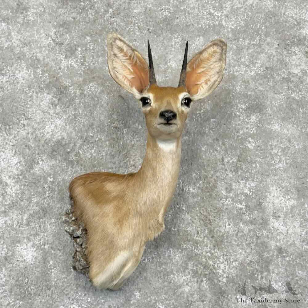 Steinbok Wall Pedestal Mount For Sale #30350 @ The Taxidermy Store