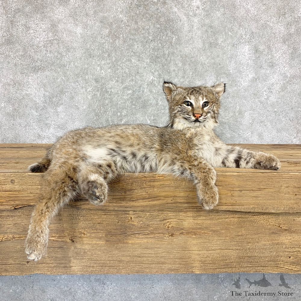 Bobcat Life-Size Mount For Sale #22368 @ The Taxidermy Store