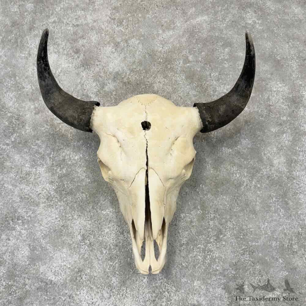 American Buffalo Bison Skull Mount For Sale #30442 @ The Taxidermy Store