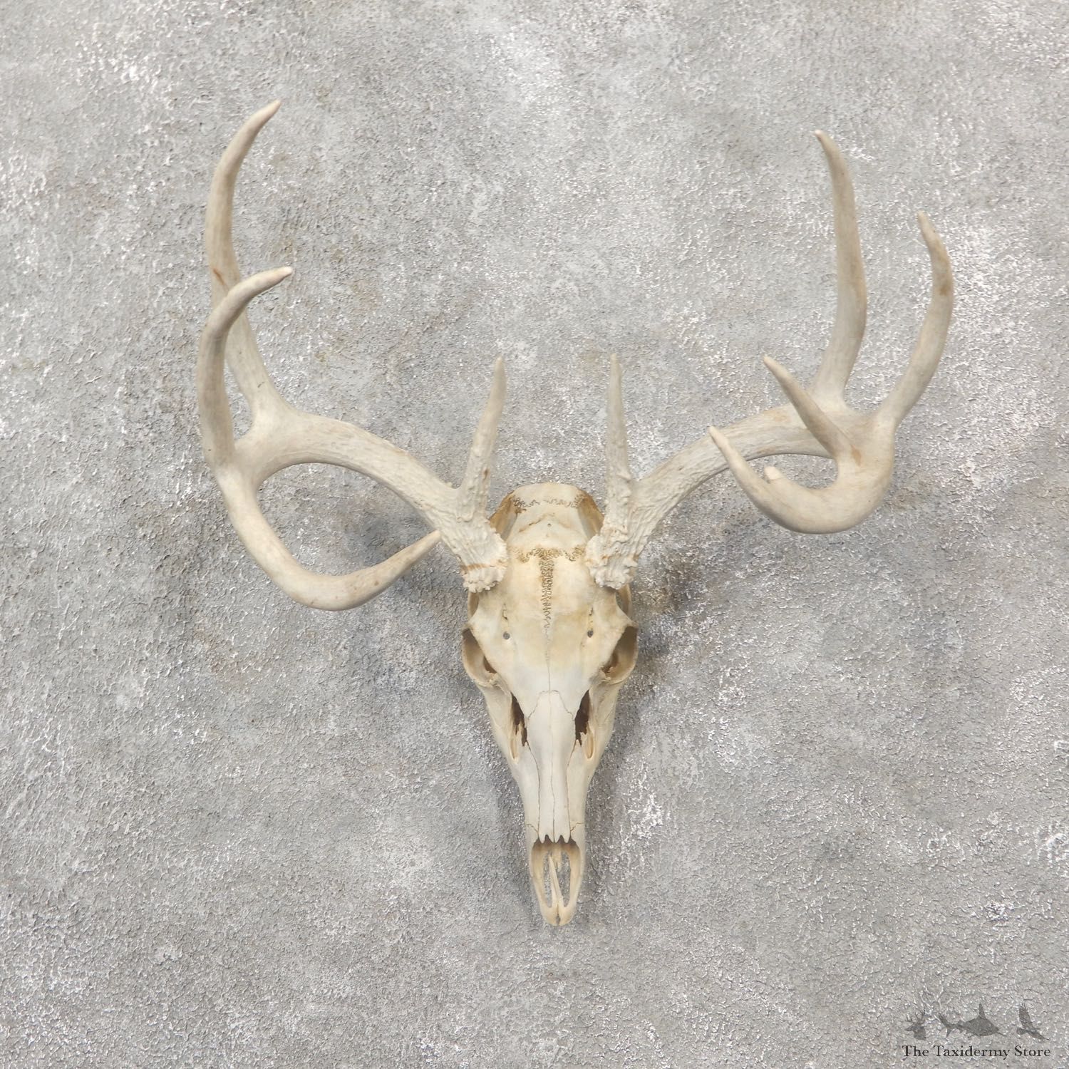 Whitetail Deer Skull European Mount For Sale #19251 @ The Taxidermy Store