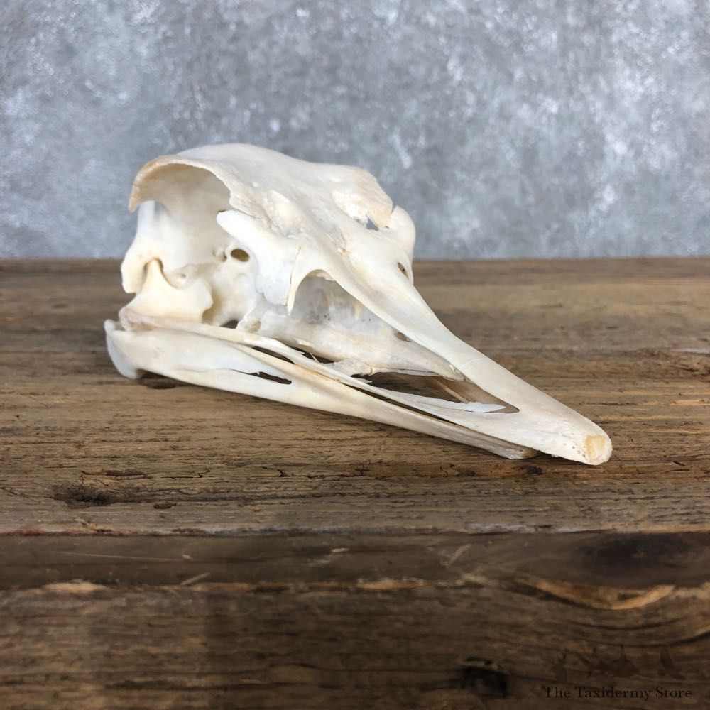 Ostrich Skull Mount For Sale #20359 @ The Taxidermy Store