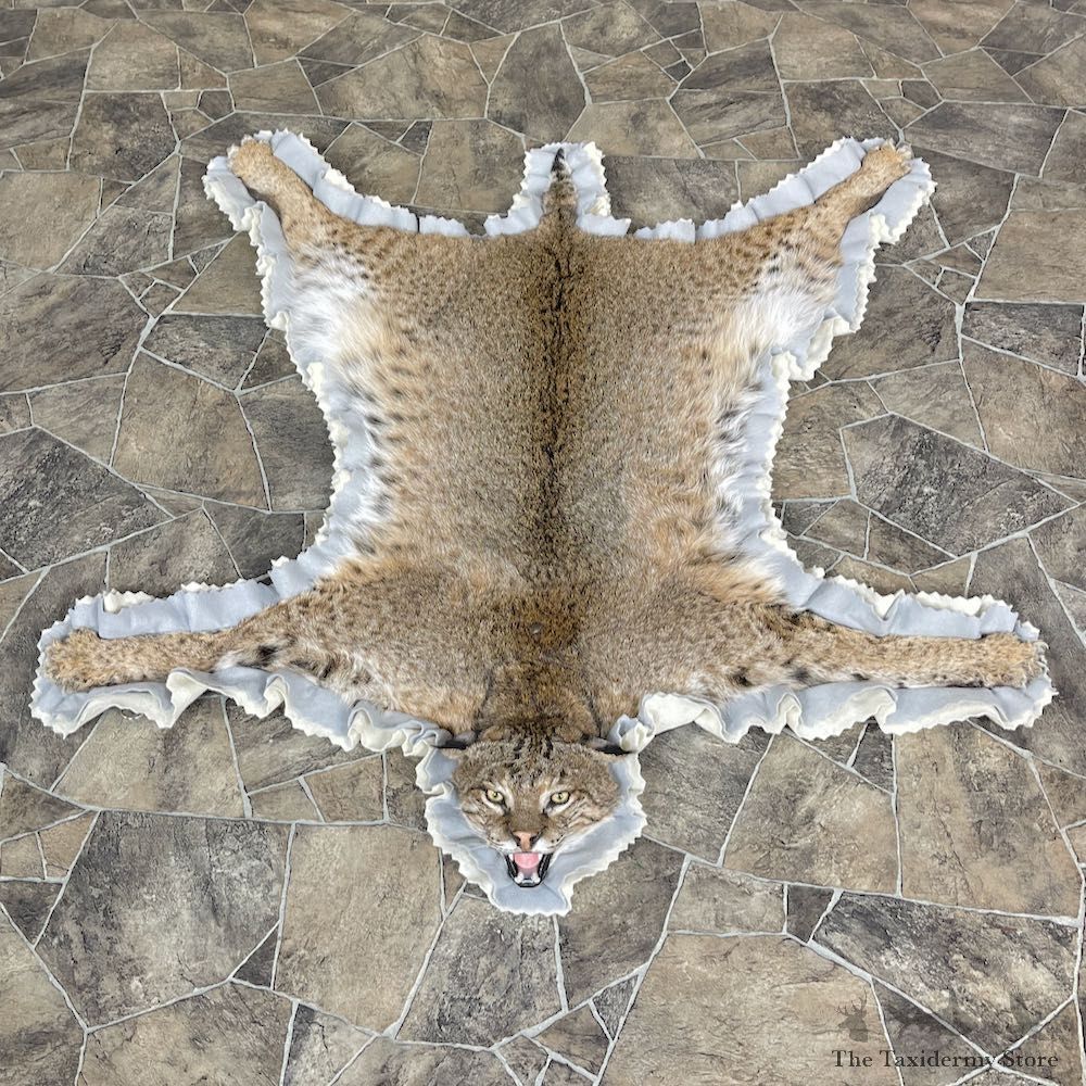 Bobcat Taxidermy Rug Mount For Sale #25268 @ The Taxidermy Store