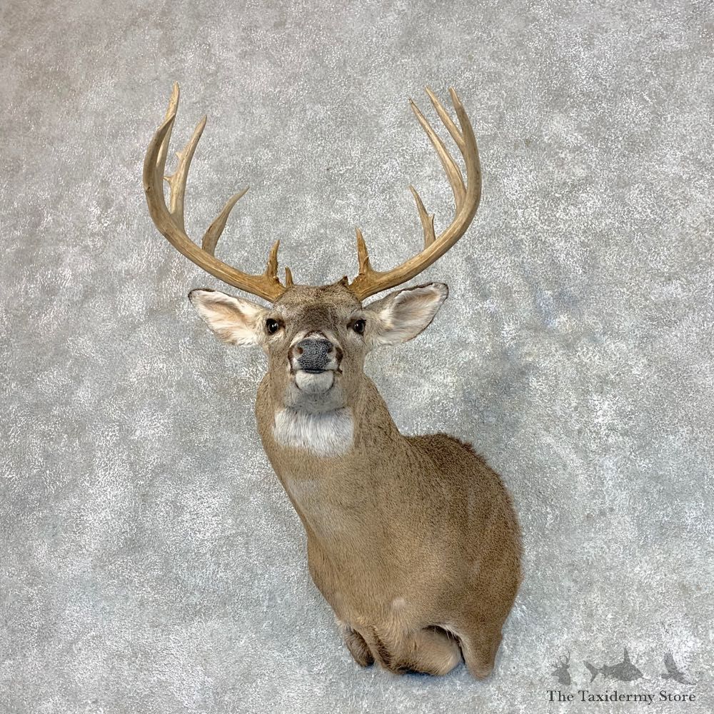 Whitetail Deer Shoulder Mount #22790 For Sale - The Taxidermy Store