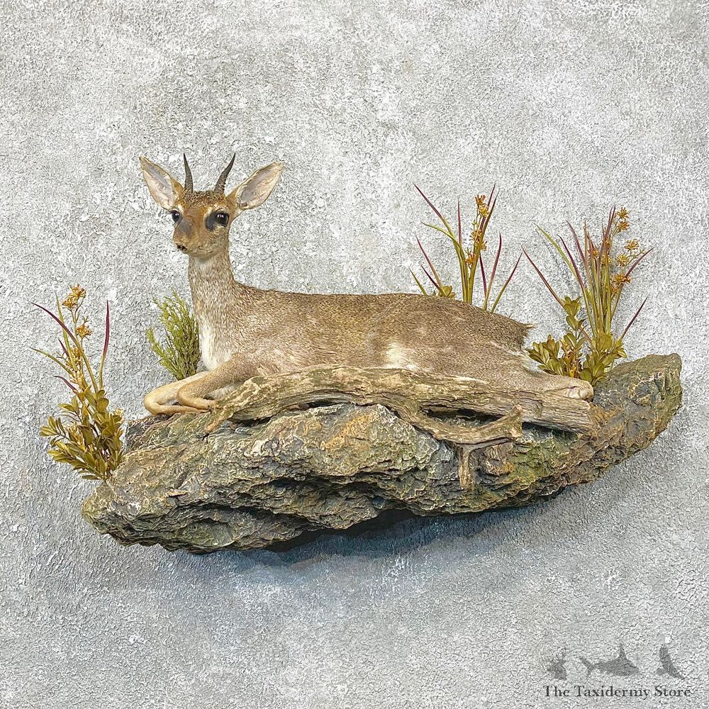 Guenther's Dik-Dik Life-Size Mount For Sale #28878 @ The Taxidermy Store