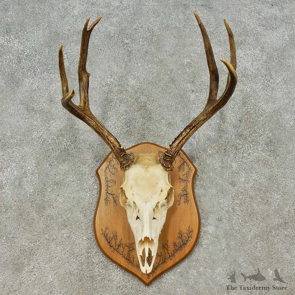 Mule Deer Skull European Mount For Sale #16197 @ The Taxidermy Store