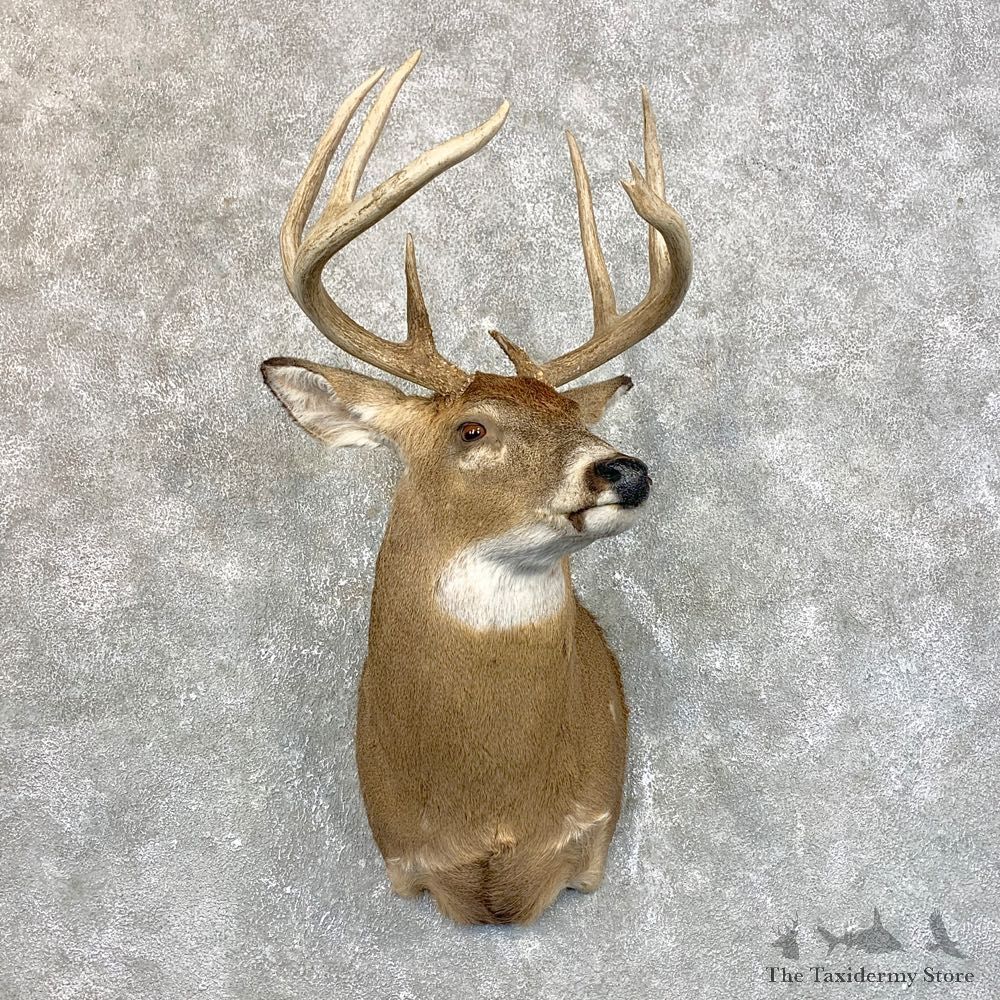Whitetail Deer Taxidermy Shoulder Mount For Sale #23944 @ The Taxidermy Store
