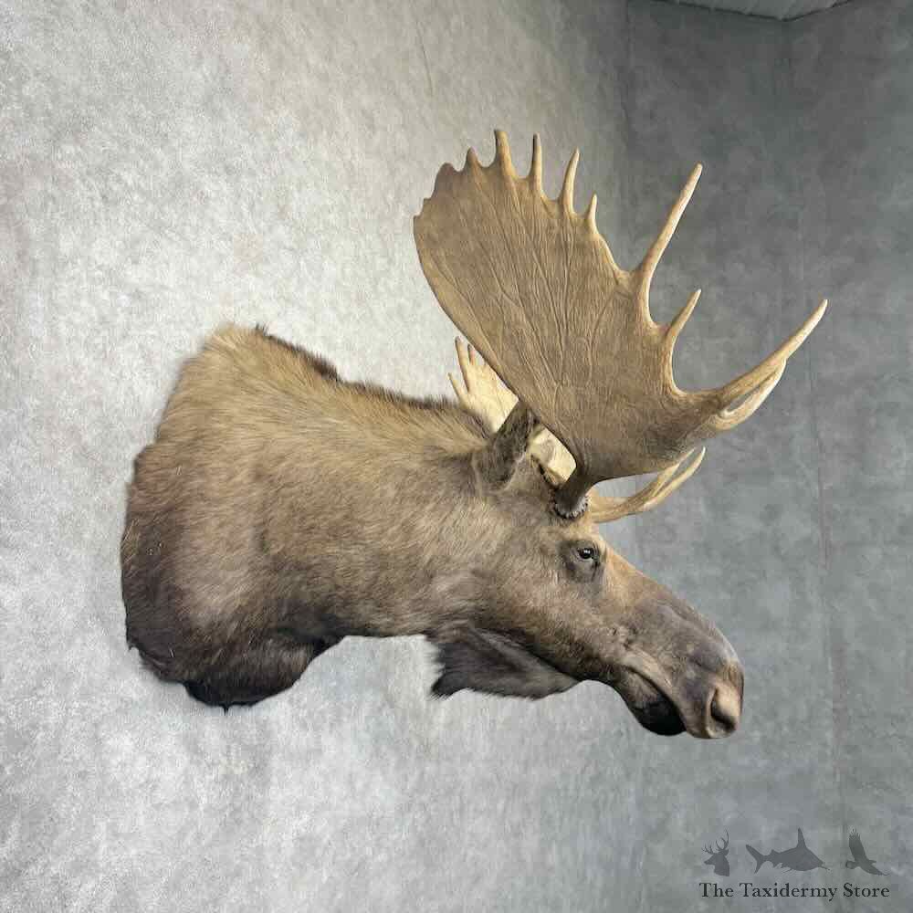 Canadian Moose Shoulder Mount For Sale #30366 @ The Taxidermy Store