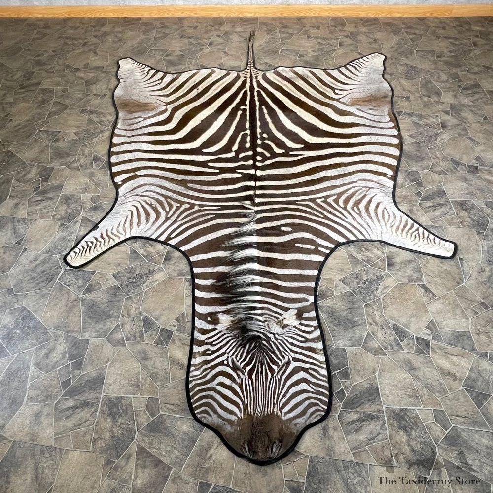 African Zebra Full-Size Taxidermy Rug For Sale #24316 @ The Taxidermy Store