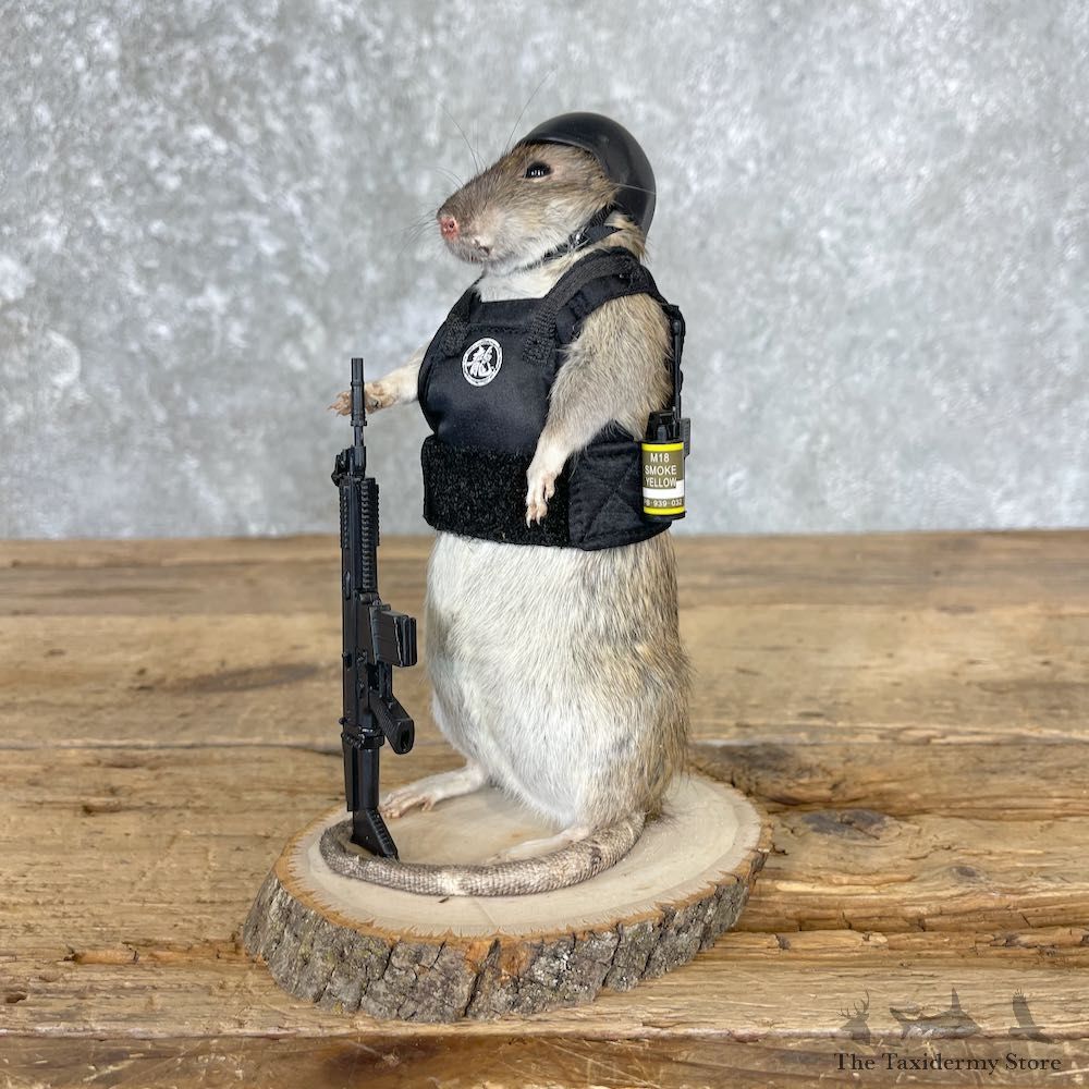 Tactical Rat Novelty Mount For Sale #26543 @ The Taxidermy Store