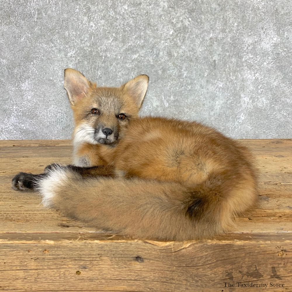 Juvenile Red Fox Life-Size Mount For Sale #22997 @ The Taxidermy Store