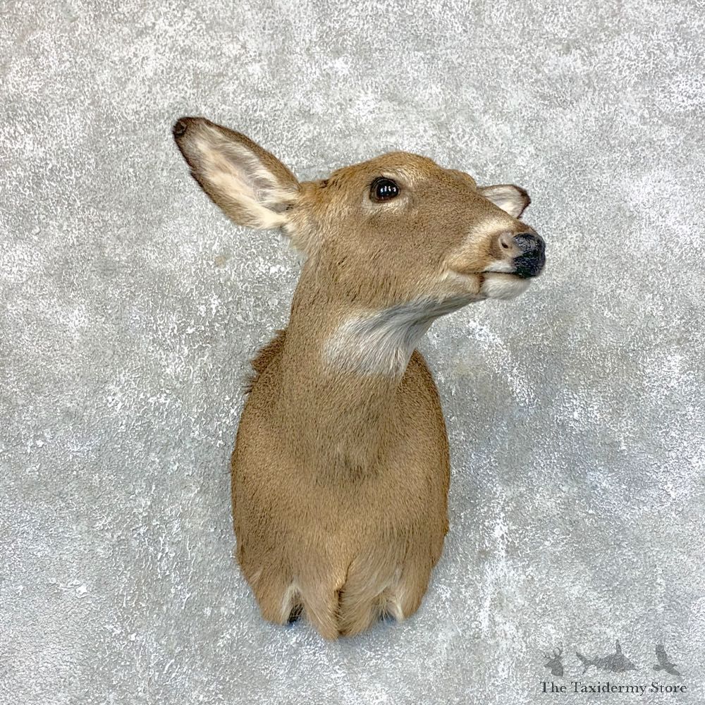 Whitetail Deer Doe Shoulder Mount For Sale #23946 @ The Taxidermy Store
