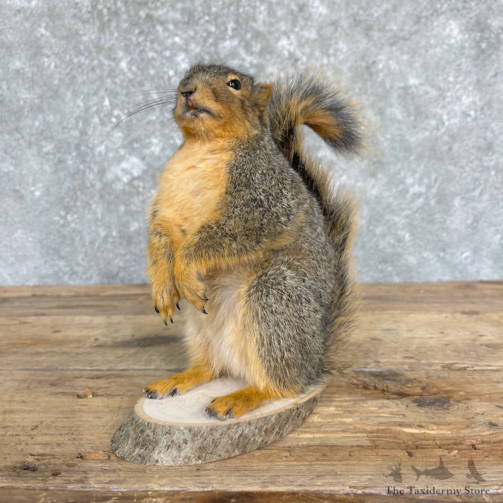 Fox Squirrel Mount For Sale #26402 @ The Taxidermy Store