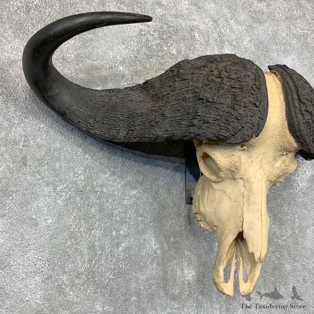 Cape Buffalo Skull Taxidermy Mount For Sale #22687 For Sale @ The Taxidermy Store