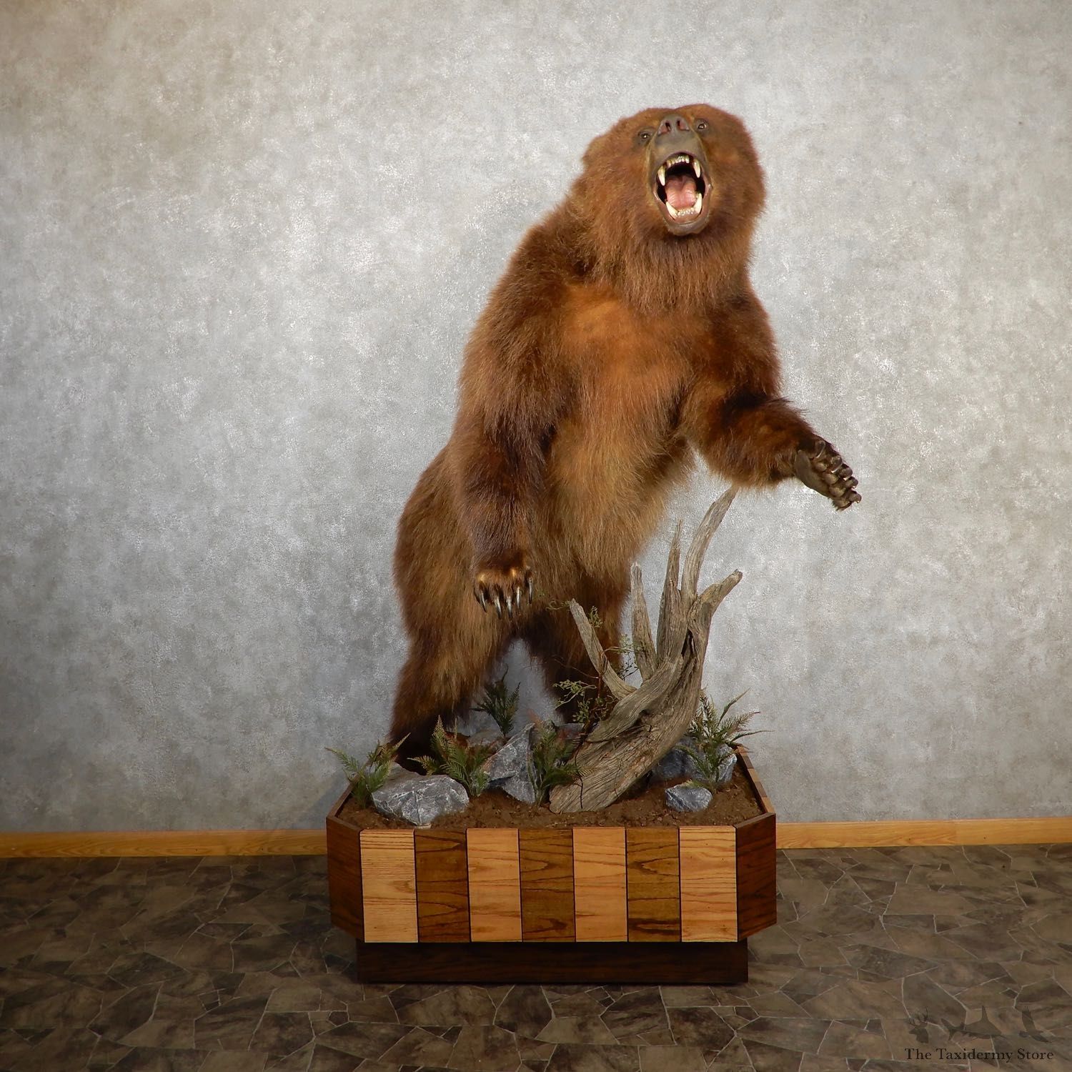 Brown Bear Life-Size Mount For Sale #19643 @ The Taxidermy Store