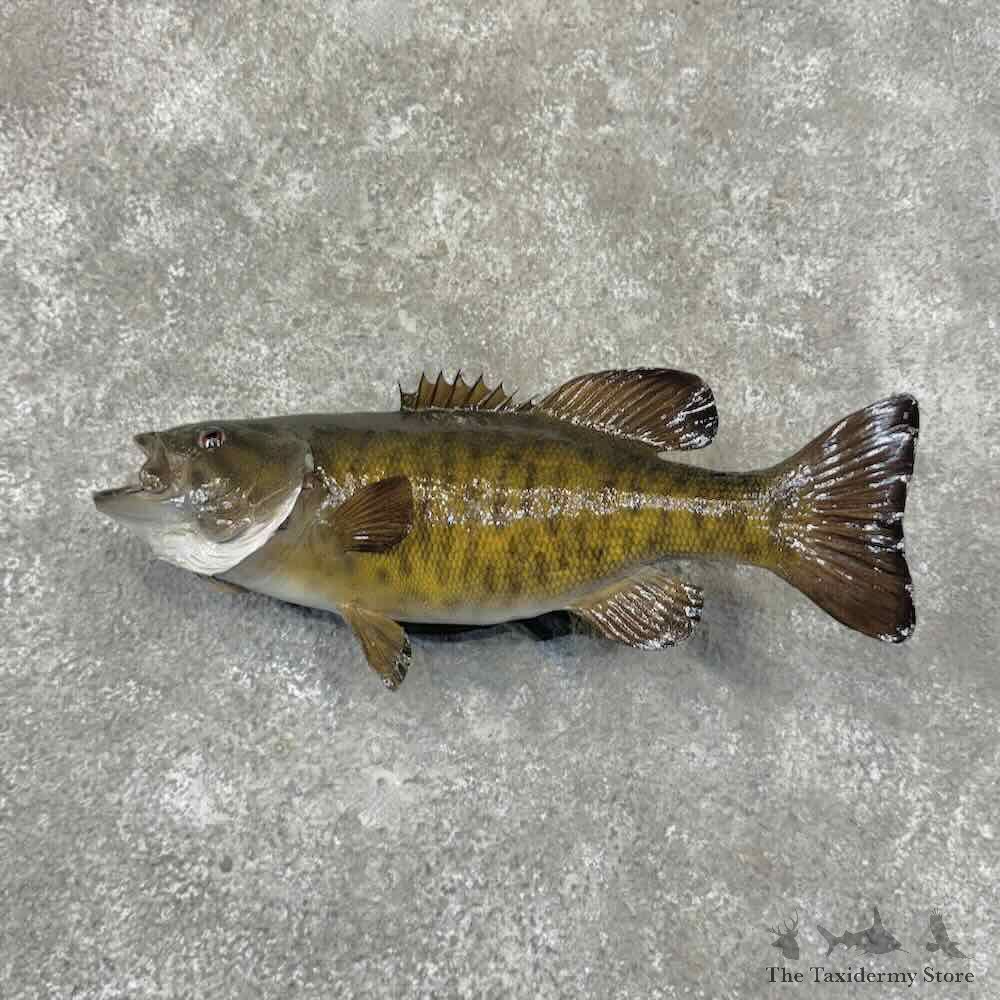Smallmouth Bass Fish Mount For Sale #32221 @ The Taxidermy Store