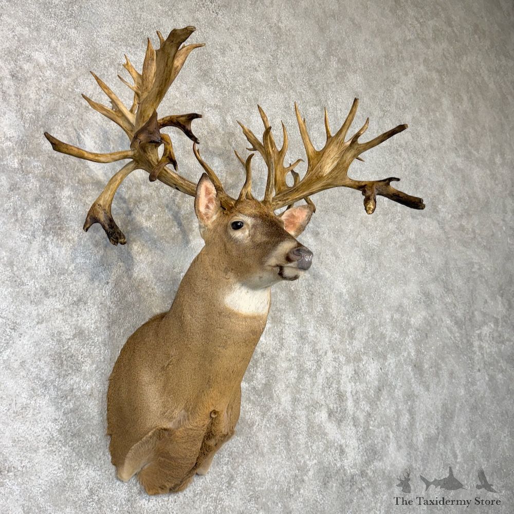 Whitetail Deer Shoulder Mount For Sale #29993 @ The Taxidermy Store