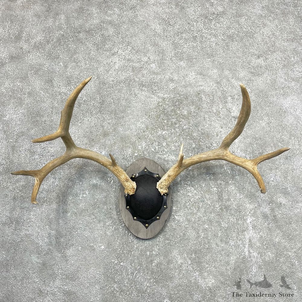 Mule Deer Taxidermy European Antler Plaque #24558 For Sale @ The Taxidermy Store