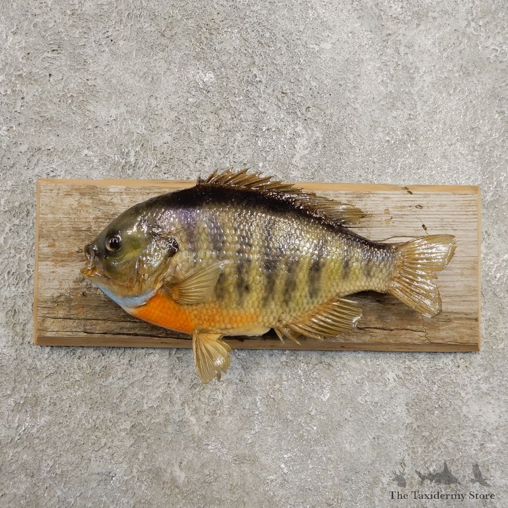 Bluegill Taxidermy Fish Mount #20955 For Sale @ The Taxidermy Store