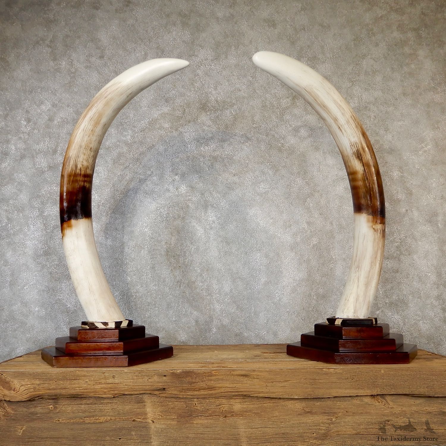 Elephant Tusk Replica Mount For Sale #19274 @ The Taxidermy Store