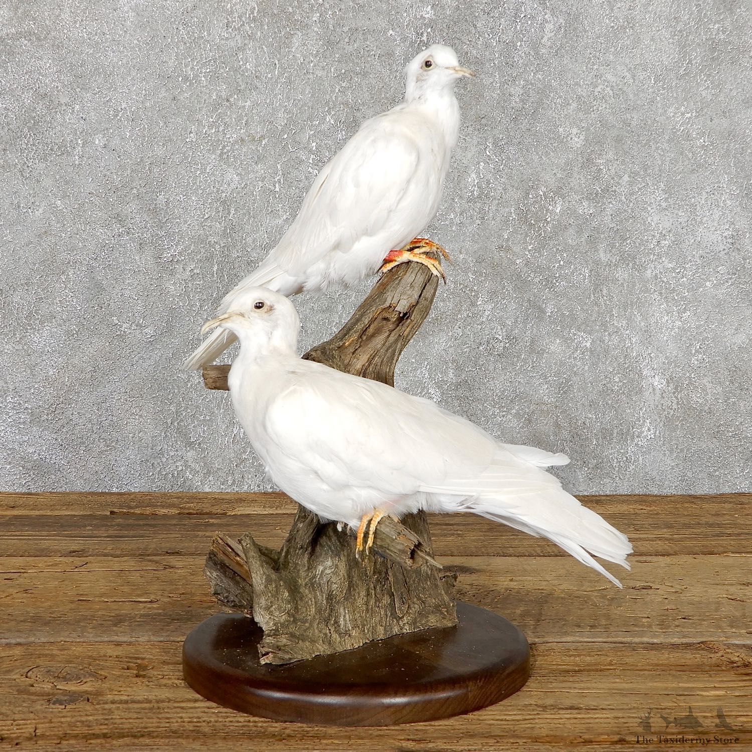 White Collard Dove Taxidermy Mount For Sale #19490 @ The Taxidermy Store