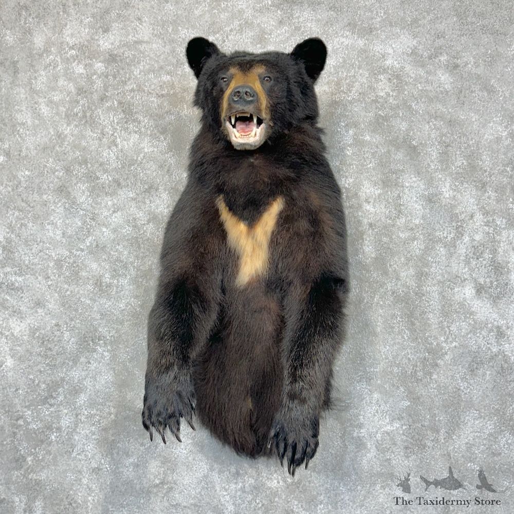 Black Bear Half-Life-Size Mount For Sale #29438 @ The Taxidermy Store