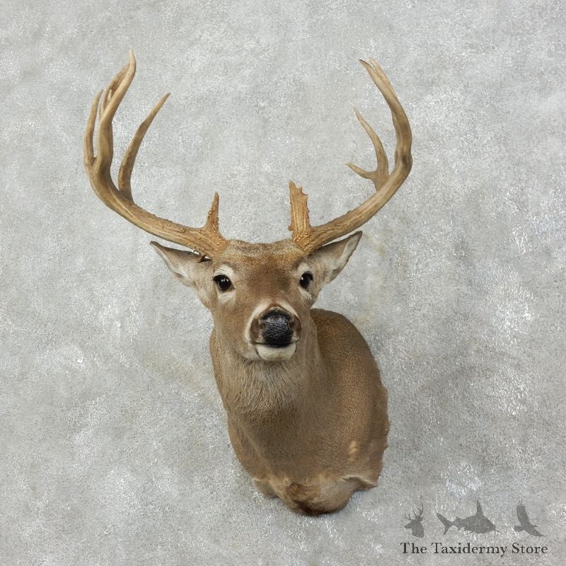 Whitetail Deer Shoulder Mount For Sale #17524 @ The Taxidermy Store