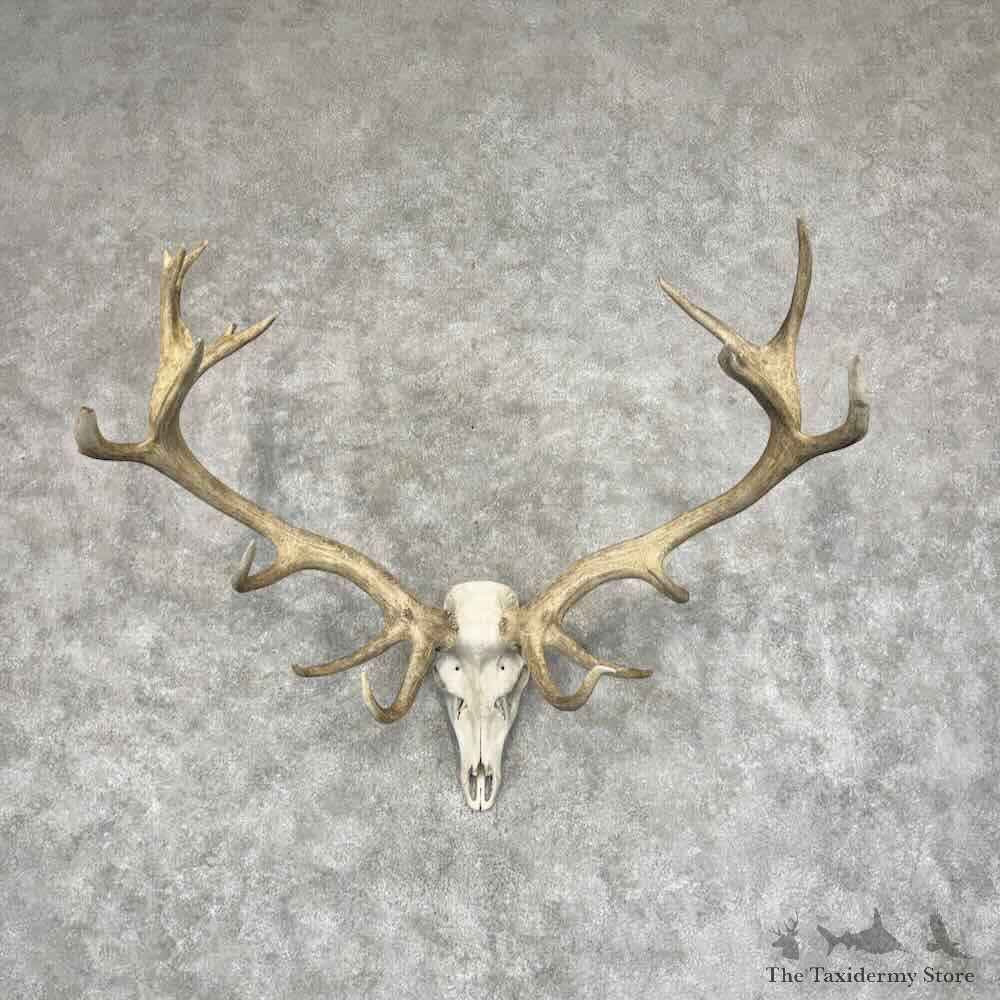 North America Red Deer Stag European Mount For Sale #32064 @ The Taxidermy Store