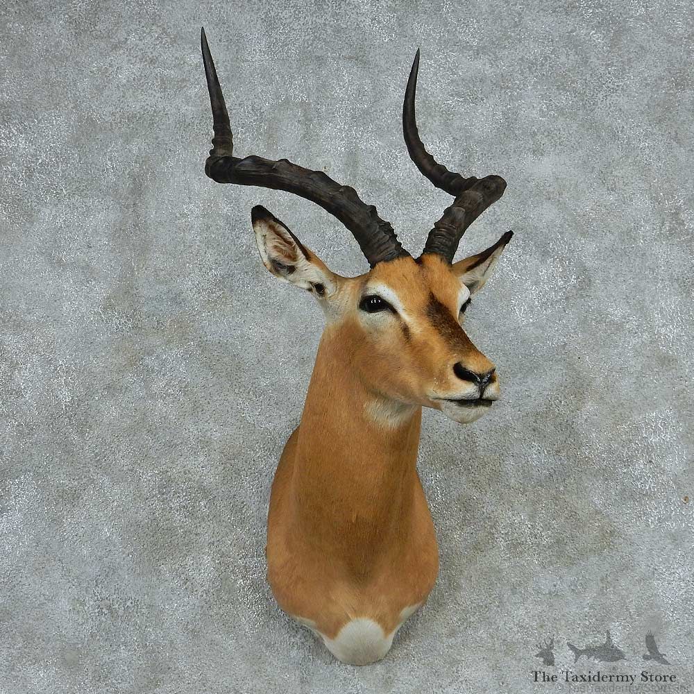 African Impala Shoulder Mount #13724 For Sale @ The Taxidermy Store