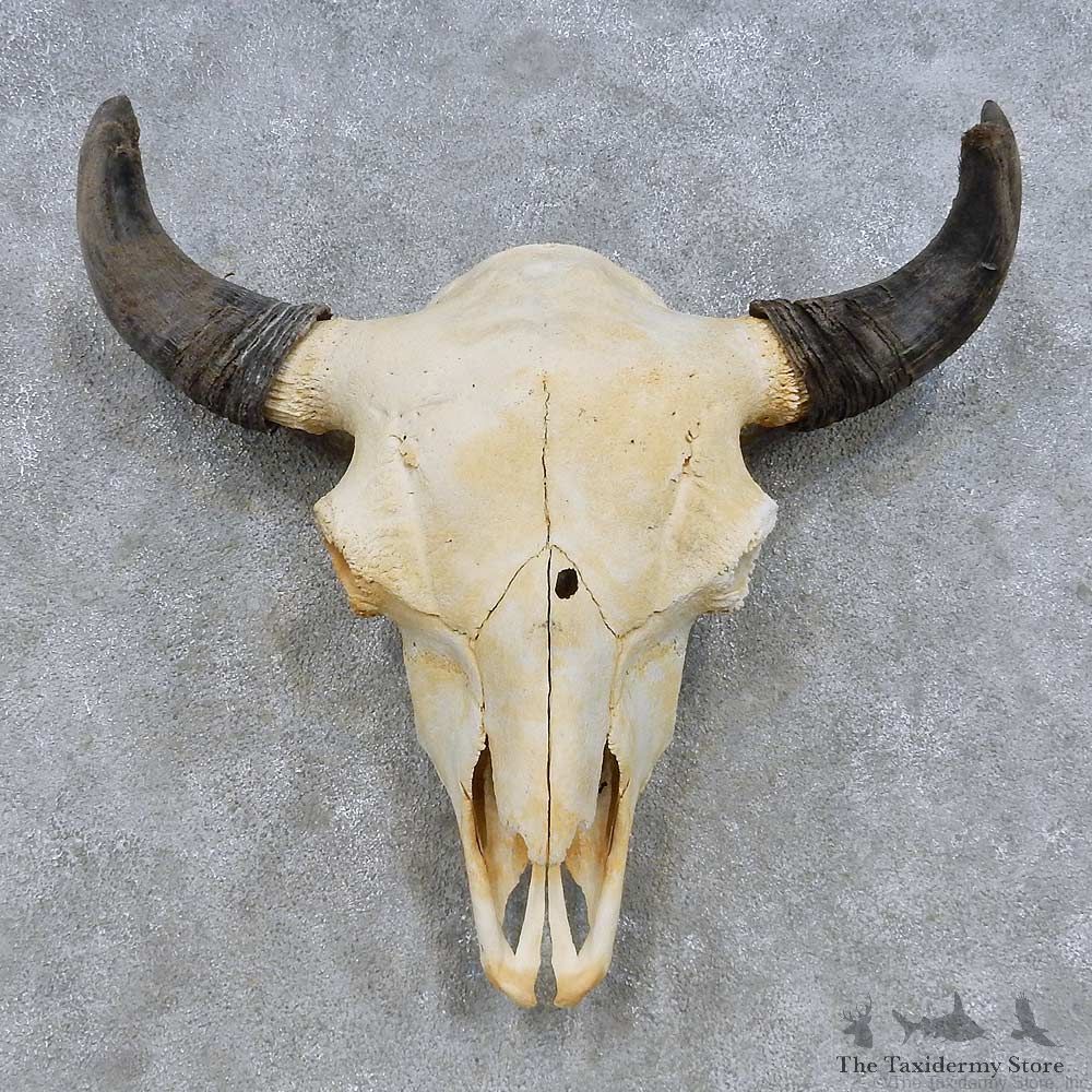 Buffalo Bison Skull Mount For Sale #14682 @ The Taxidermy Store