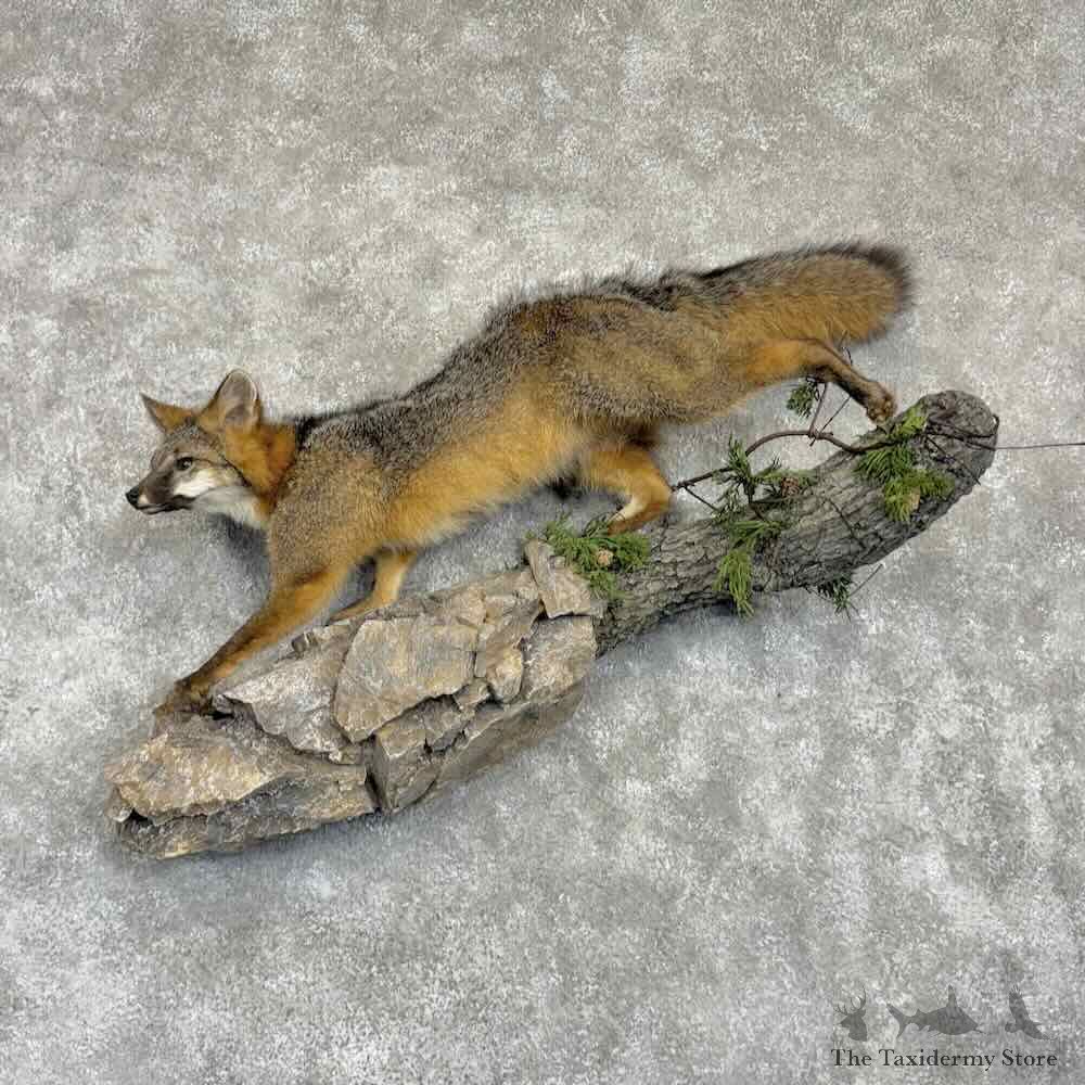 Grey Fox Life-Size Mount For Sale #31020 @ The Taxidermy Store
