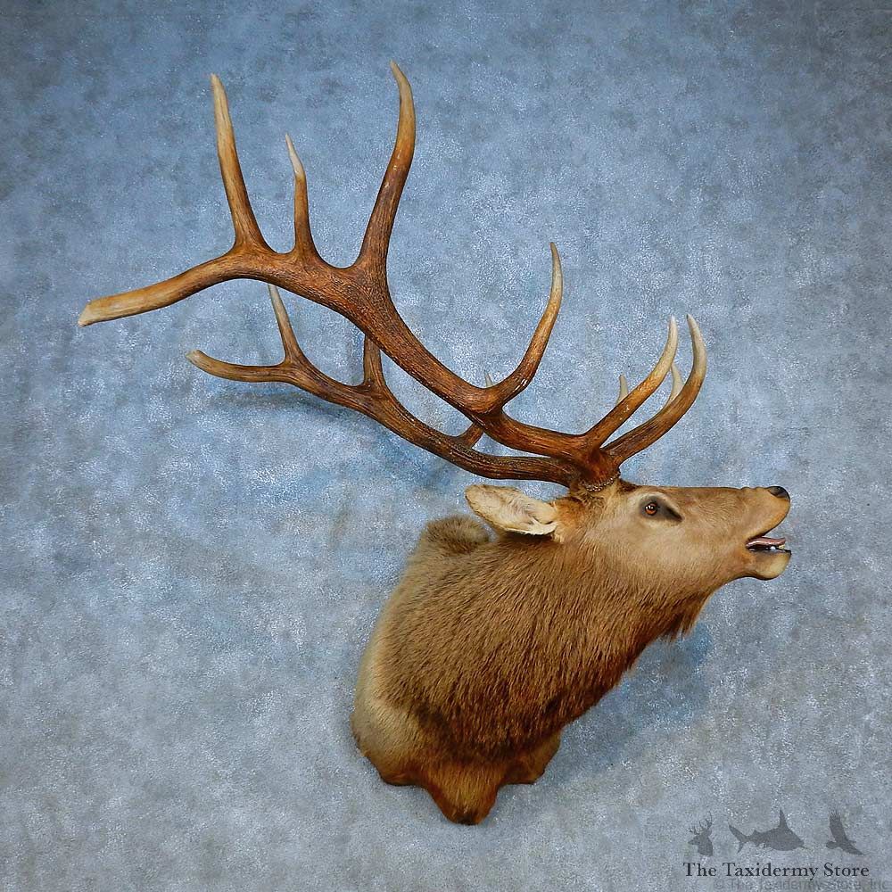 Rocky Mountain Elk Shoulder Mount For Sale #15512 @ The Taxidermy Store