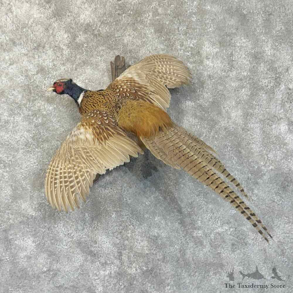 Ringneck Pheasant Bird Mount For Sale #30548 @ The Taxidermy Store